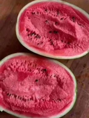 水冶哪有育2k西瓜苗的,柏庄嫁接西瓜苗厂家2026