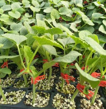 武邑哪有卖绿宝甜瓜苗,武强嫁接羊角蜜甜瓜苗厂2026