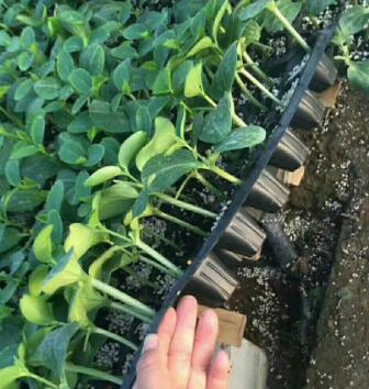 舞钢哪里批发黄瓜苗,叶县育强雌、油亮黄瓜苗基地