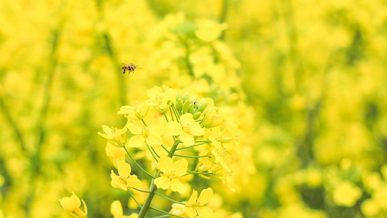 上海九方智投公司的黄伟荐股真的好吗？夸大宣传推荐烂股，退款流程如下，交会员服务费可挽回!